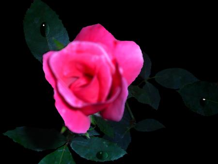 Pink Rose Budの写真素材