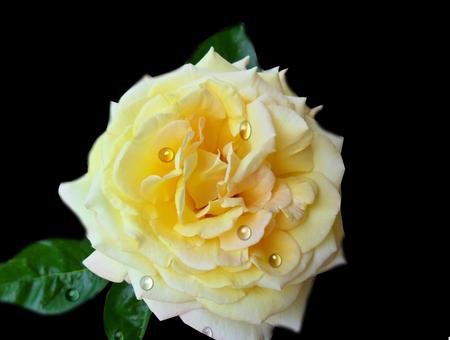 Yellow Roseの写真素材