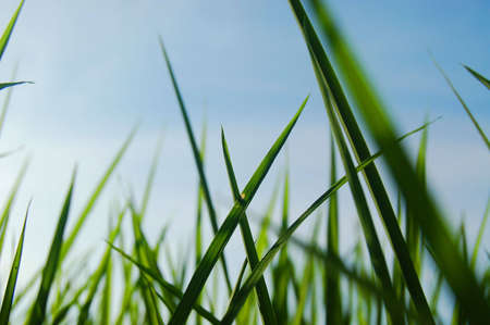 fieldの写真素材