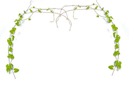 green leaf leaves isolated on white background- easy for diet or frame in wide angleの写真素材