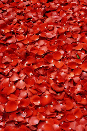 red rose petal backgroundの写真素材