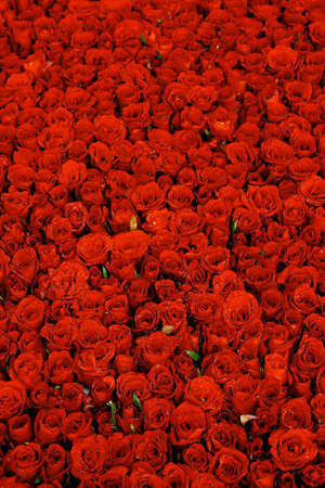 red rose backgroundの写真素材