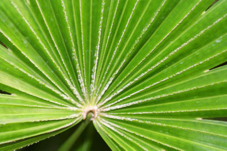 A beatiful close up of palm leaf details.の写真素材