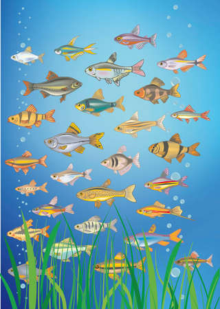 water fishのイラスト素材