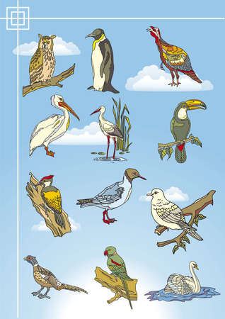 bird drawingsのイラスト素材