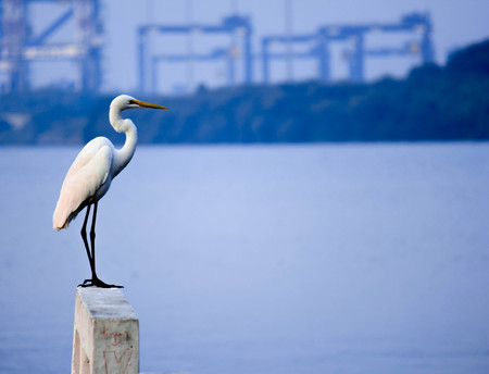 A Sea Gullの写真素材