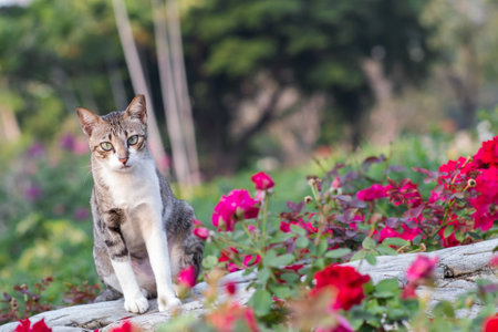 Stray catの写真素材