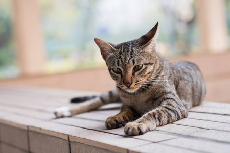 Stray catの写真素材