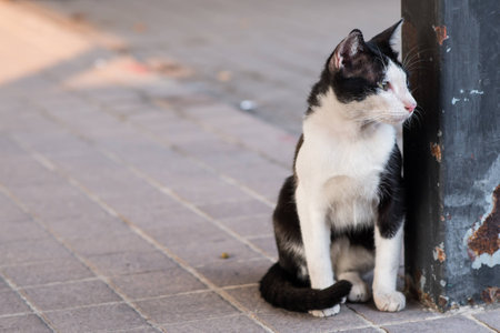 Stray catの写真素材