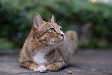 Stray catの写真素材