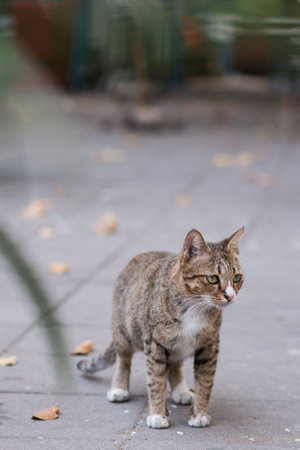 Stray catの写真素材