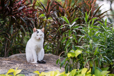 Stray catの写真素材