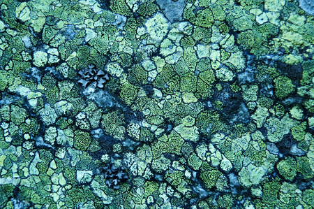 Green, grey and black splashes of lichen covering cliff rock wall as abstract background textureの写真素材