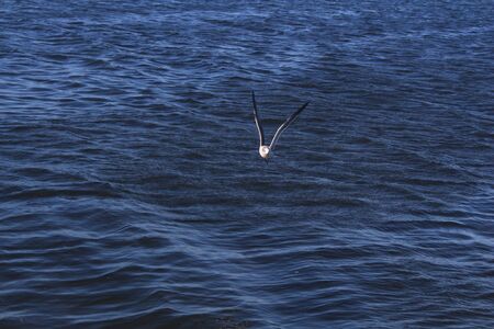 Bird Swoopingの写真素材