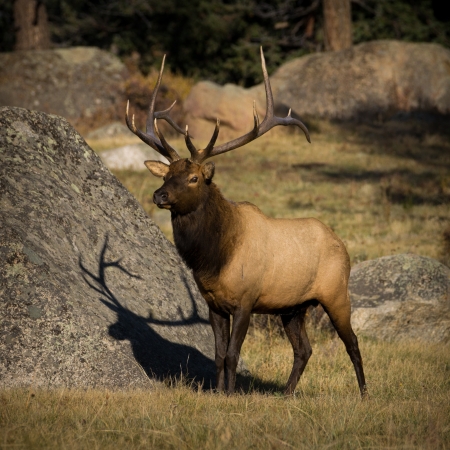 6X6 Bull Elk in Horseshoe Park, Rocky Mountain National Park.の写真素材