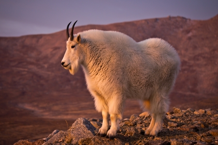 Proud Mountain Goat with Mount Evans in the Background.の写真素材