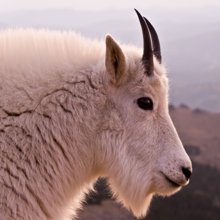 A close up profile of a Mountain Goat.の写真素材