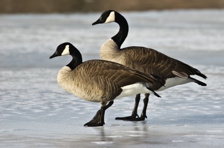 A pair of Canada stand in profile on a frozen lakeの写真素材