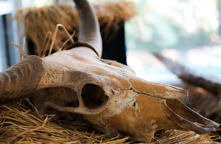 A buffalo skull on dry hayの写真素材