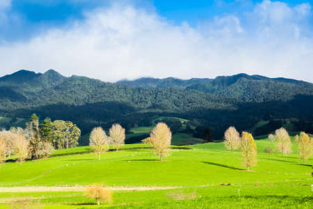 Green field