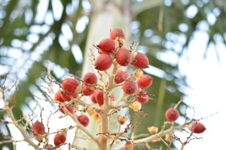 Betel  Nuts
