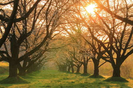 Shizukuishi Orchard of cherry treesの写真素材