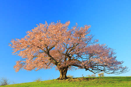 One of the ke cherry tree