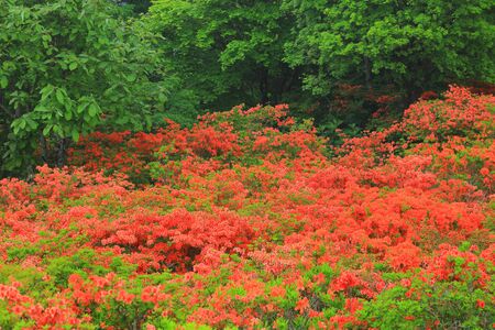 Murone mountain azaleaの写真素材