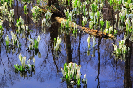 Skunk cabbageの写真素材