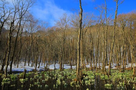Mountain pass in Skunk cabbageの写真素材