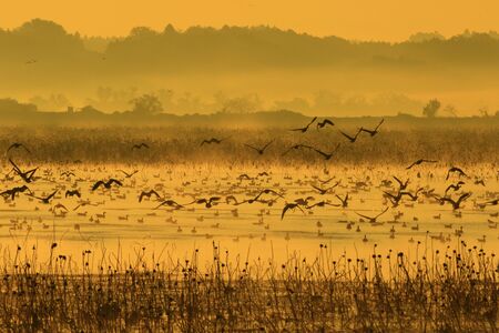 The morning of the Izu-NUMA, Kurihara city, Miyagi Prefectureの写真素材