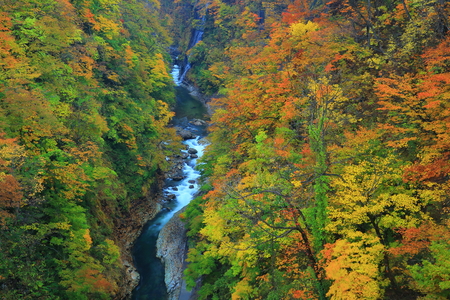 Oyasu Gorge leavesの写真素材