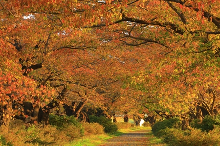 Exhibition of Tokachi cherry tree leaves