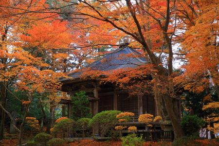 World Heritage hiraizumi in chuson-ji Temple autumnのeditorial素材
