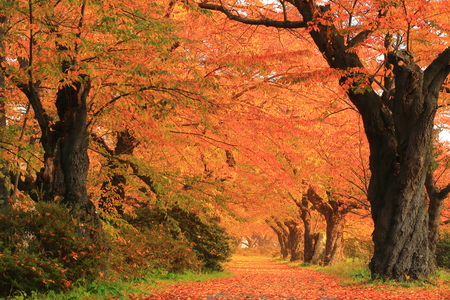 Exhibition of Tokachi cherry tree leaves