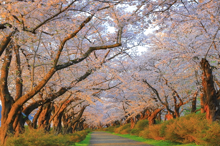 Spring exhibition of Tokachi cherry treesの写真素材