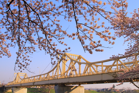 Kitakami tenshochi cherry blossoms and streamersの写真素材