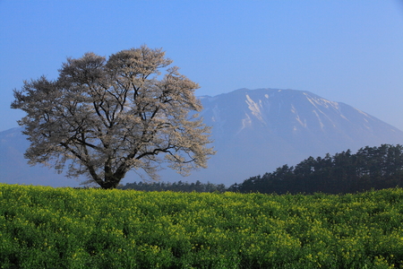 Blue sky and one cherry treeの写真素材