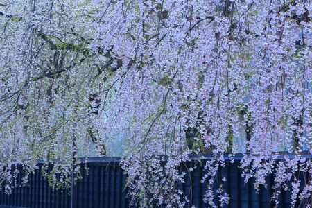 Samurai House in springのeditorial素材