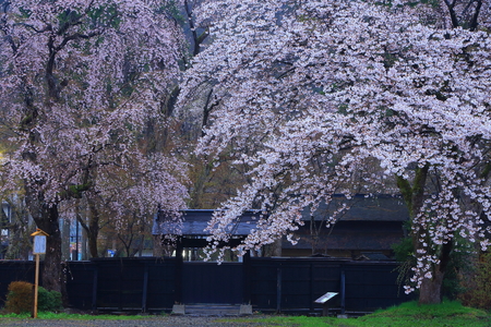 Samurai House in springのeditorial素材