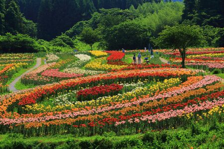 Ichihasama Lily Gardenの写真素材