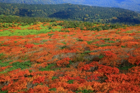 Mitsuishi piles of autumn leavesの写真素材
