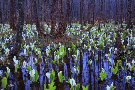 Sashimaki marshland Akita springの写真素材