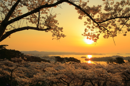 Matsushima: back pine parkの写真素材