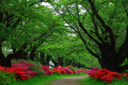 Exhibition of Tokachi cherry tree rhododendronの写真素材