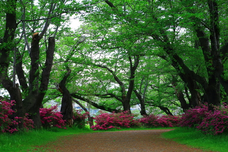 Exhibition of Tokachi cherry tree rhododendronの写真素材