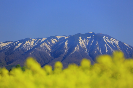 Iwate and rapeの写真素材