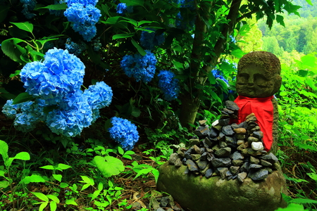 Tendai Temple hydrangea