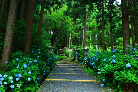 Tendai Temple hydrangeaのeditorial素材