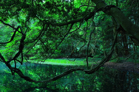 Yamagata Prefecture chokai mountain foothills maruike likeの写真素材